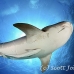 shark_tiger_ft_lbb_h_3329_bah4000.jpg